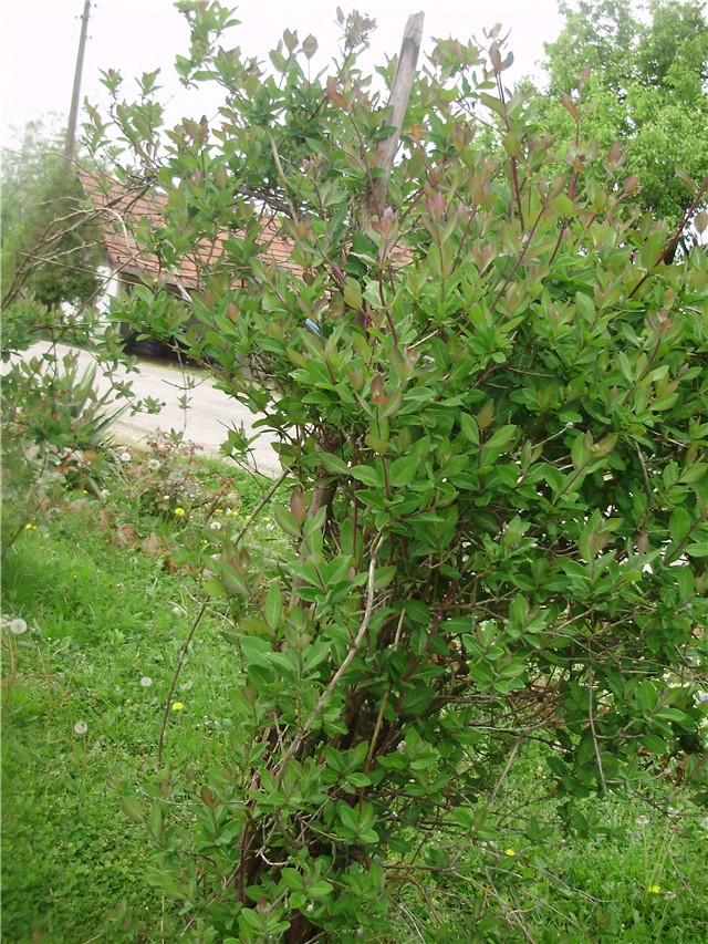 puzavac lonciera